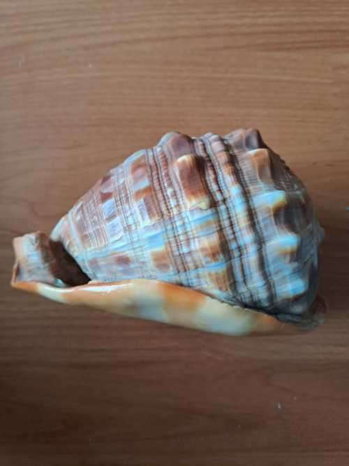 Rufa Bull Mouth Shell