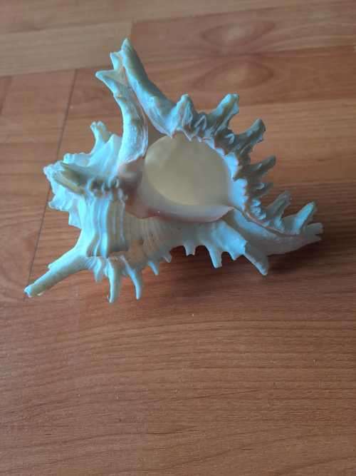 Murex Ramosus Shell