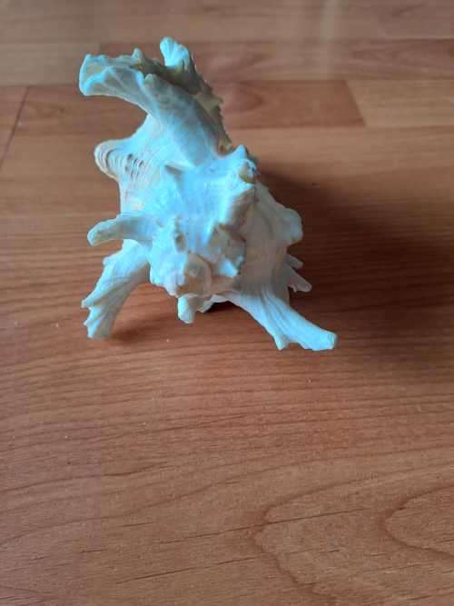 Murex Ramosus Shell
