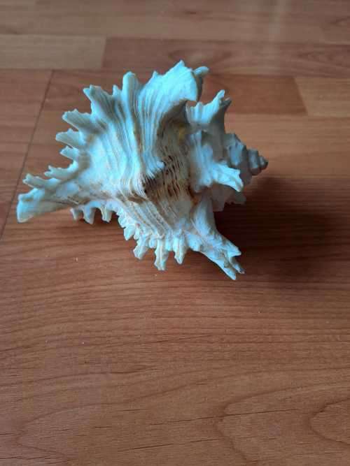 Murex Ramosus Shell