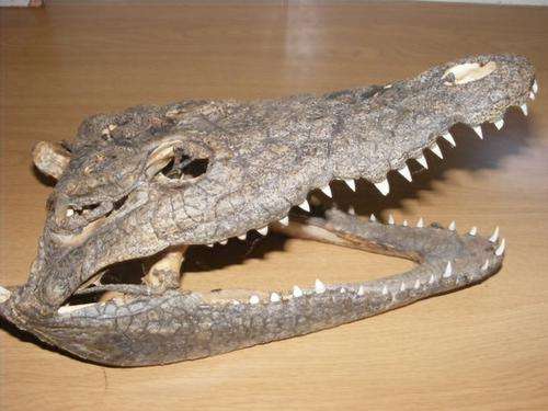RARE FIND, CROCODILE HEAD, WOW