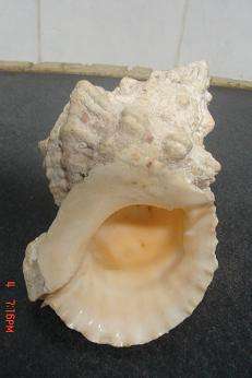 LOVELY LARGE SHELL