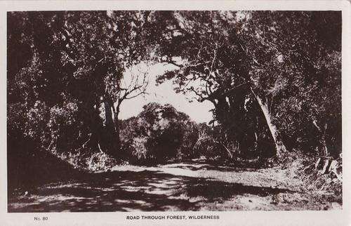 REAL PHOTO: OLD POSTCARD: ROAD THROUGH WILDERNESS