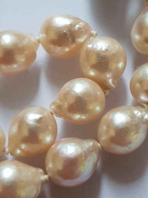 Beautiful-Individually knotted cultured drop pearls with 9ct gold large bolt ring clasp