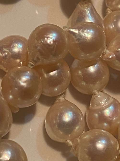 Beautiful-Individually knotted cultured drop pearls with 9ct gold large bolt ring clasp