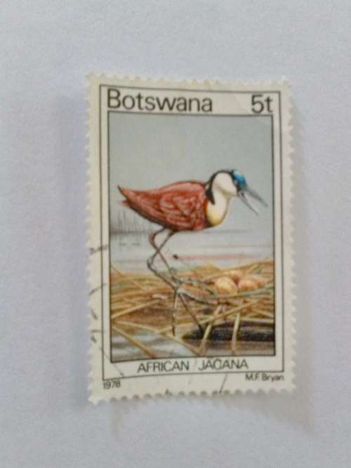 Botswana - African Jacana