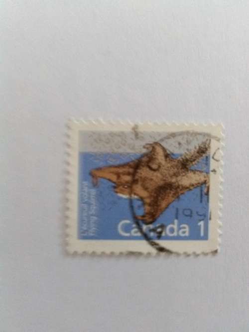Canada - Flying squirrel