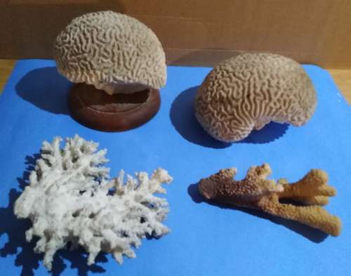 COLLECTION OF FOUR DRIED PIECES OF OCEAN CORAL