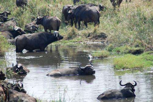 MARLOTH PARK - PEAK SEASON 6-10 Jan 2014!!
