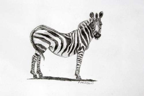 Zebra