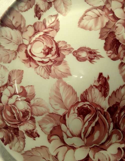 Magnificent Original Staffordshire Burslem England  Elizabeth Turner Devon Rose reg number 48263