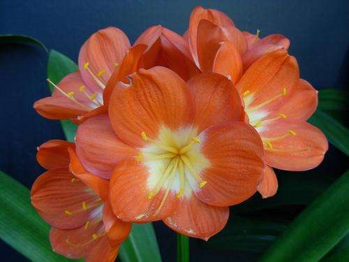 Clivia Seeds Giant flowers