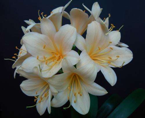Clivia Seeds Peach