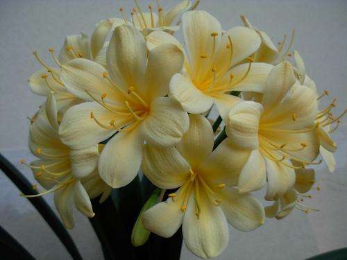 Yellow clivia seedlings one year old