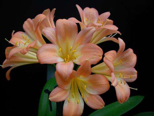 Mixed pastel clivia seedlings one year old