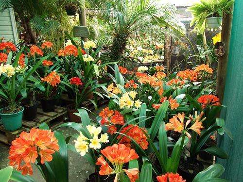 Mixed one year old clivia seedlings