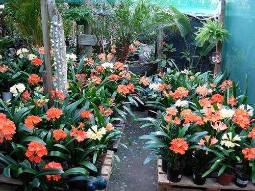 Clivia mixed seedlings 2 year old