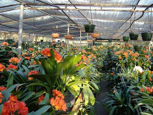 Clivia mixed seedlings 3 year old