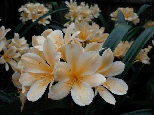 Clivia yellow seedlings 1 year old