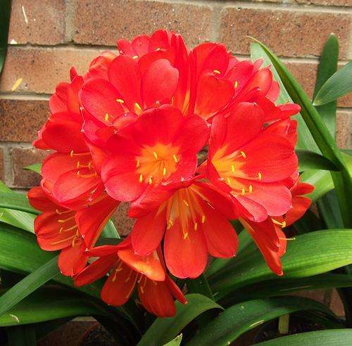 Red Clivia Seedlings Two Years old