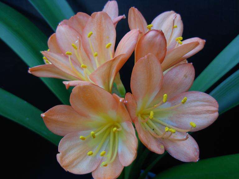 Pastel and apricot clivia seedlings