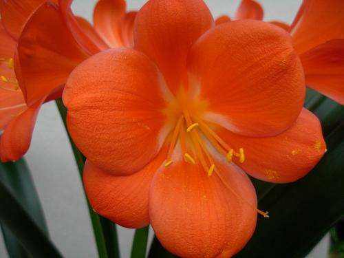 Giant clivia Crosses flowers 12-14cm