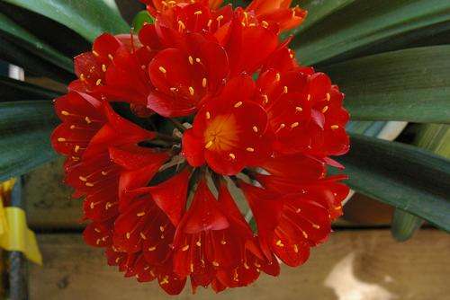 Clivia red seedlings one year old
