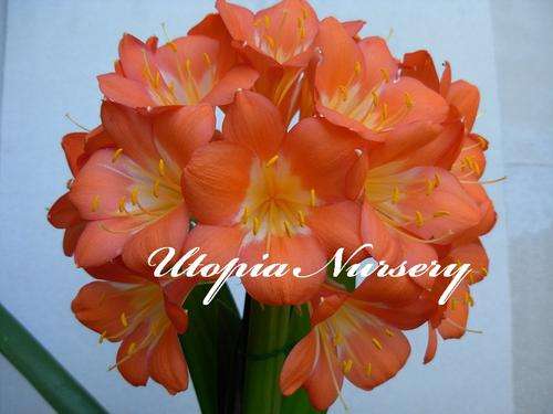 BARGAIN!  Mixed 1 year old clivia seedlings