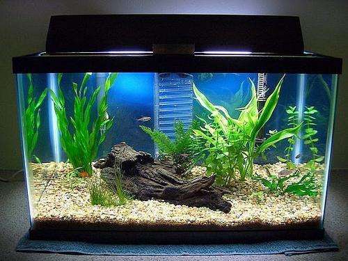 Secondhand Fishtank with assecories (approx. 40cm)