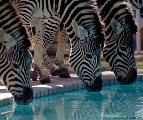 African Experience Weekend for two at Heia Safari Ranch (Charity Auction)
