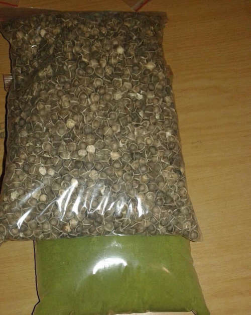 Bulk Moringa Seeds ( 1 Kg Moringa Seeds )