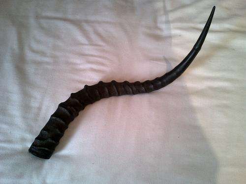 BUCK HORNS ROOIBOK