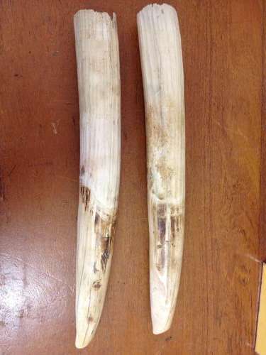 A pair of Ivory hippo tusks/teeth