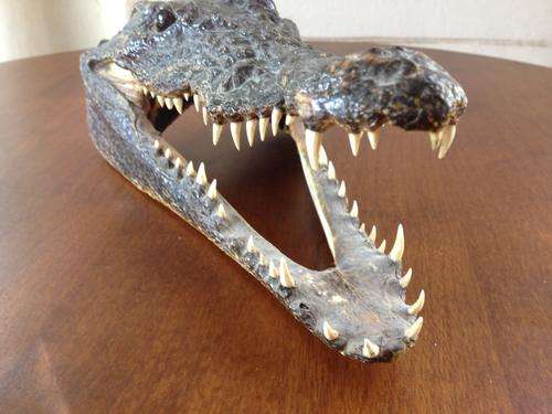 Real Taxidermy Crocodile head WOW!!!!