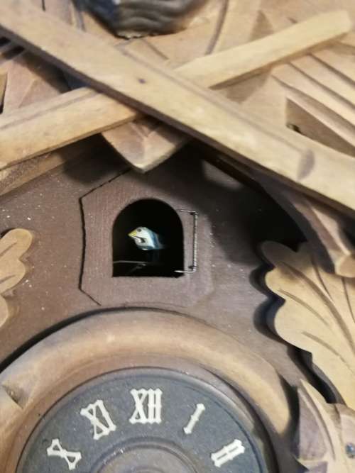 Very big!!! Cuckoo Clock (Needs Restoration)