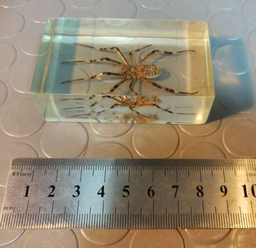 Real Wasp SPIDER, cast in resin paperweight