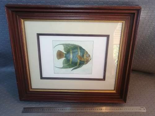 Very Beautiful Solid Wood Framed Fish Drawing
