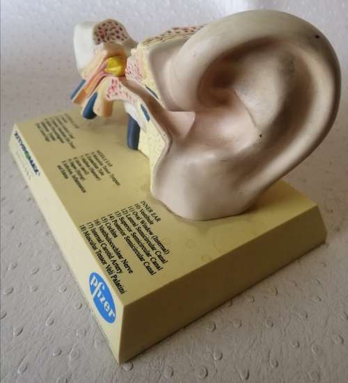 Pfizer inner ear medical display