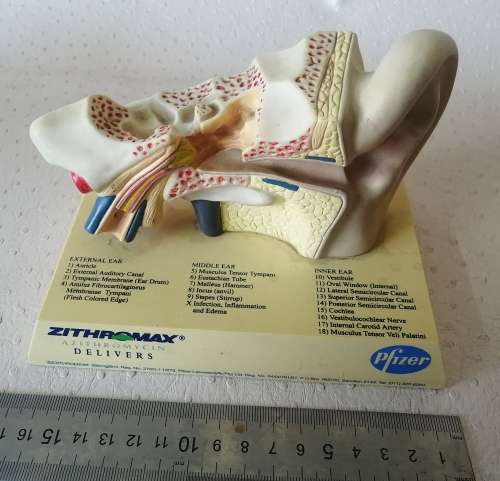 Pfizer inner ear medical display