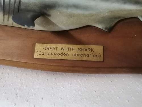 Great White Shark Sculpture Mounted on a Wooden Plaque