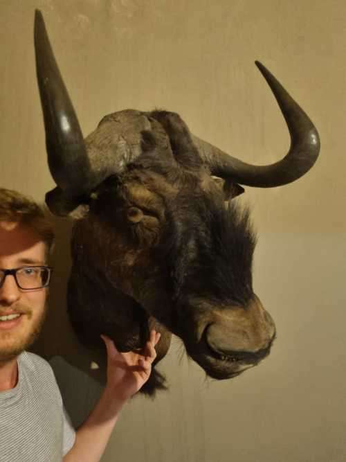 Full Size Black-Wildebeest  Head Trophy (Good Condition))