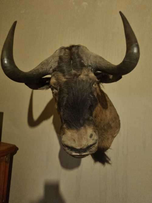 Full Size Black-Wildebeest  Head Trophy (Good Condition))