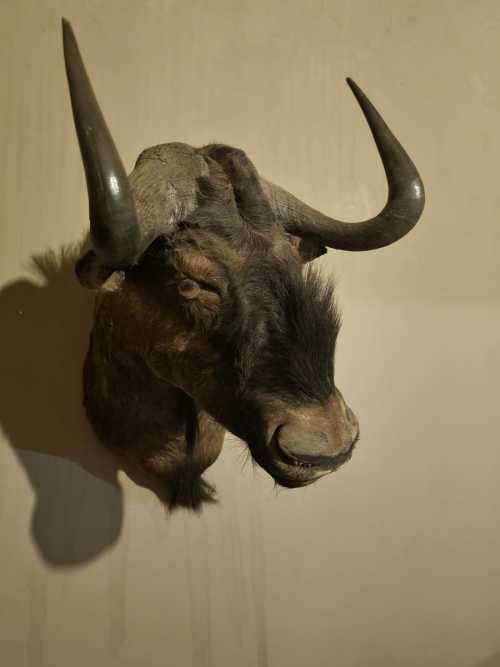 Full Size Black-Wildebeest  Head Trophy (Good Condition))