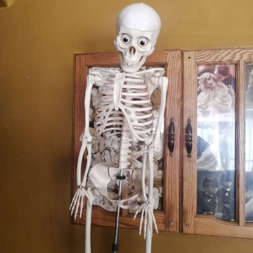 Absolutely Massive Funny Bones DeAgostini Discover the Human Body Collection
