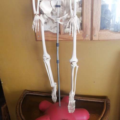 Absolutely Massive Funny Bones DeAgostini Discover the Human Body Collection