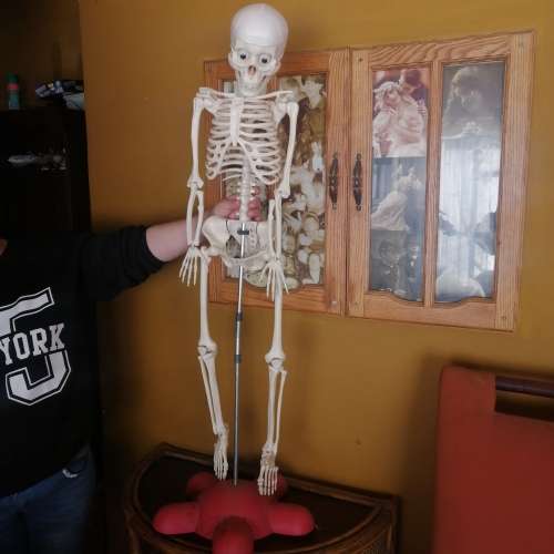 Absolutely Massive Funny Bones DeAgostini Discover the Human Body Collection