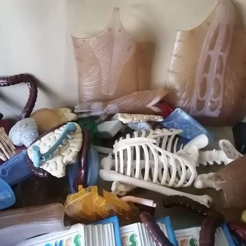 Absolutely Massive Funny Bones DeAgostini Discover the Human Body Collection