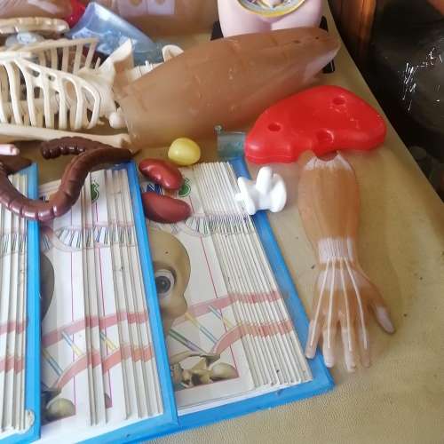 Absolutely Massive Funny Bones DeAgostini Discover the Human Body Collection