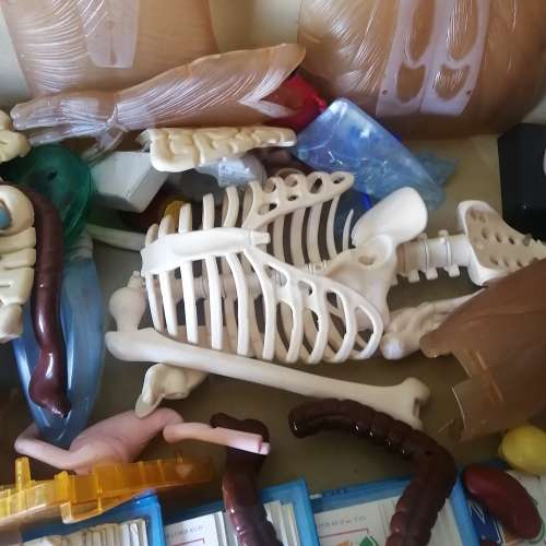 Absolutely Massive Funny Bones DeAgostini Discover the Human Body Collection