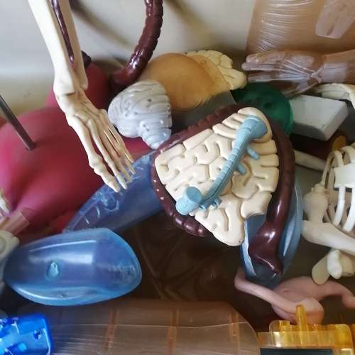 Absolutely Massive Funny Bones DeAgostini Discover the Human Body Collection